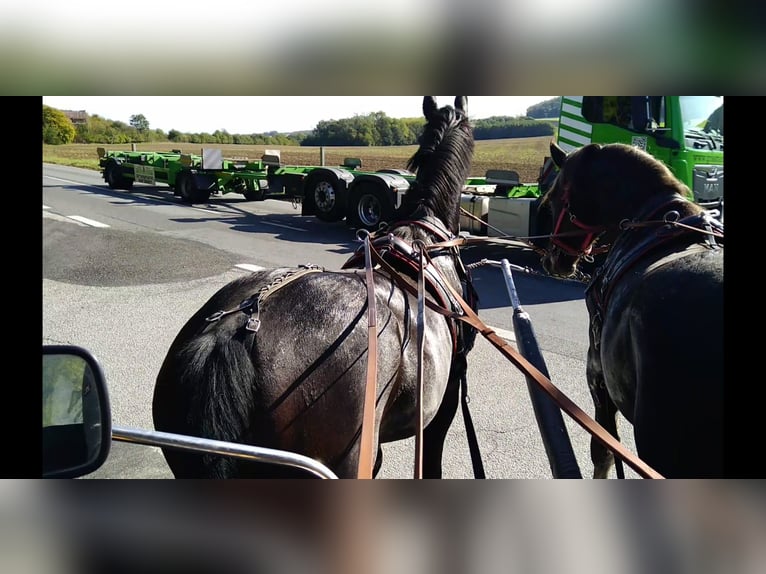 Heavy Warmblood Gelding 5 years 16 hh Smoky-Black in Kamenz