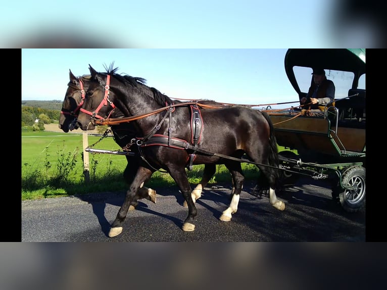 Heavy Warmblood Gelding 5 years 16 hh Smoky-Black in Kamenz