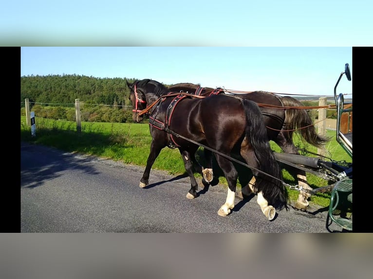 Heavy Warmblood Gelding 5 years 16 hh Smoky-Black in Kamenz