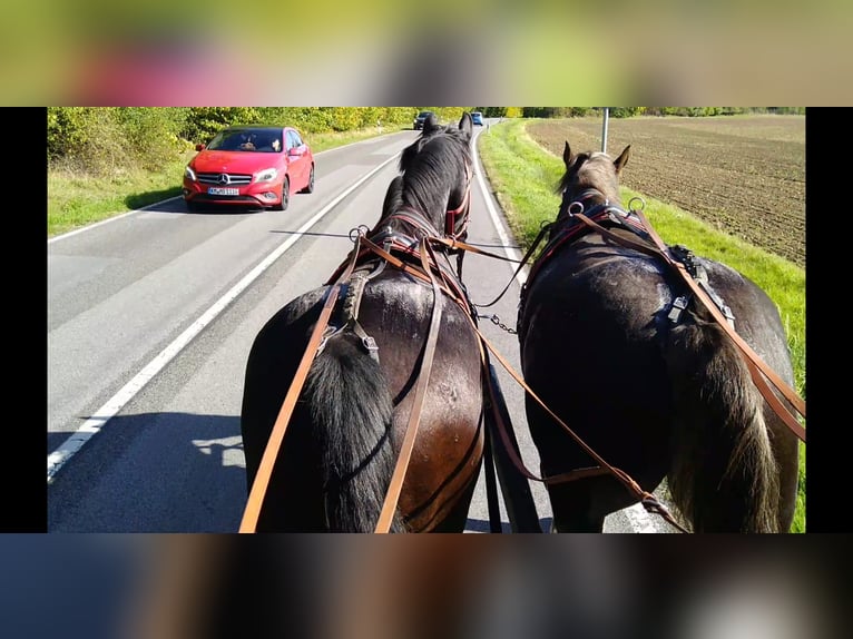 Heavy Warmblood Gelding 5 years 16 hh Smoky-Black in Kamenz