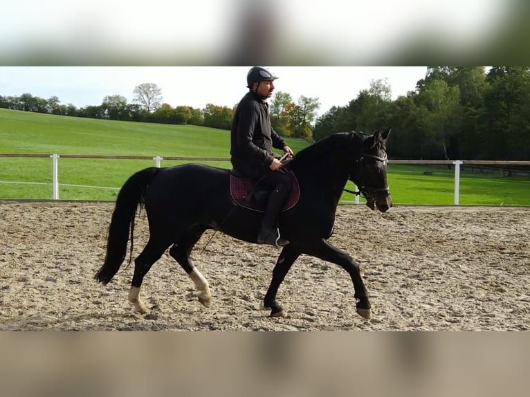 Heavy Warmblood Gelding 5 years 16 hh Smoky-Black in Kamenz