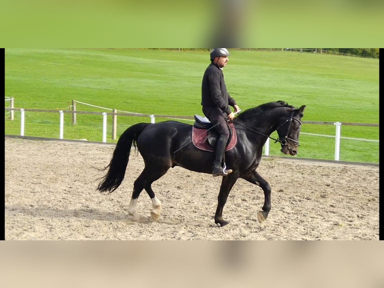 Heavy Warmblood Gelding 5 years 16 hh Smoky-Black in Kamenz