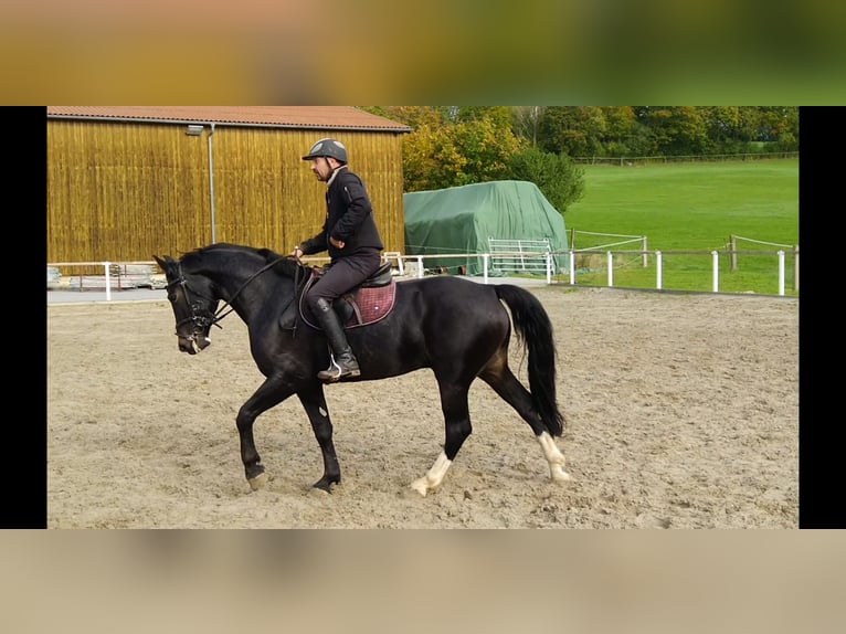 Heavy Warmblood Gelding 5 years 16 hh Smoky-Black in Kamenz