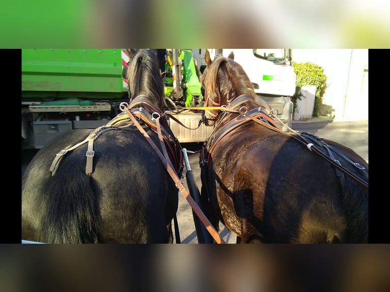 Heavy Warmblood Gelding 5 years 16,1 hh Black in Kamenz