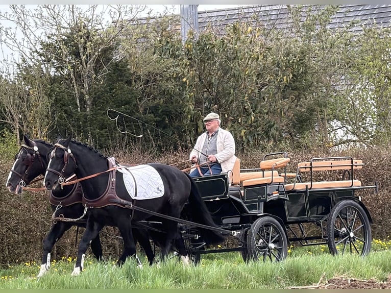 Heavy Warmblood Gelding 5 years 16,1 hh Black in Riedlingen