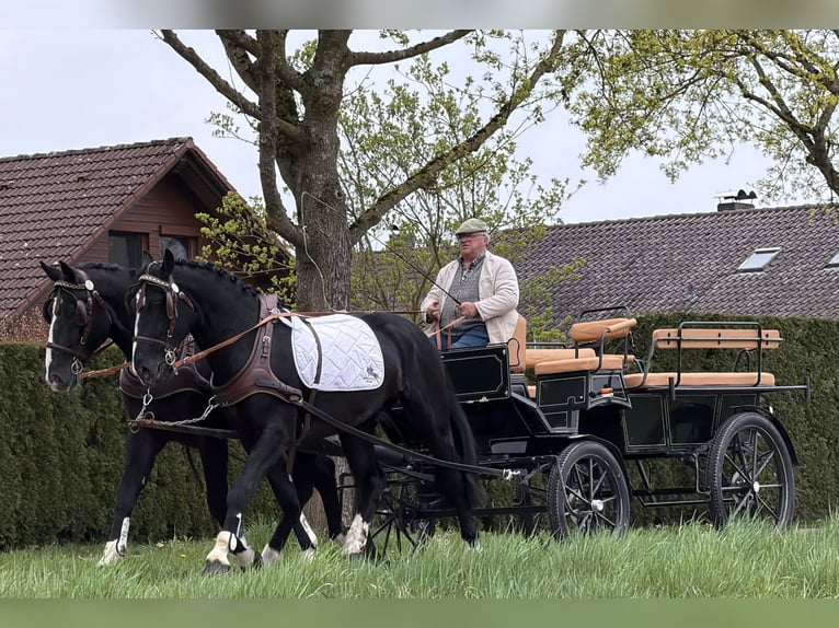 Heavy Warmblood Gelding 5 years 16,1 hh Black in Riedlingen