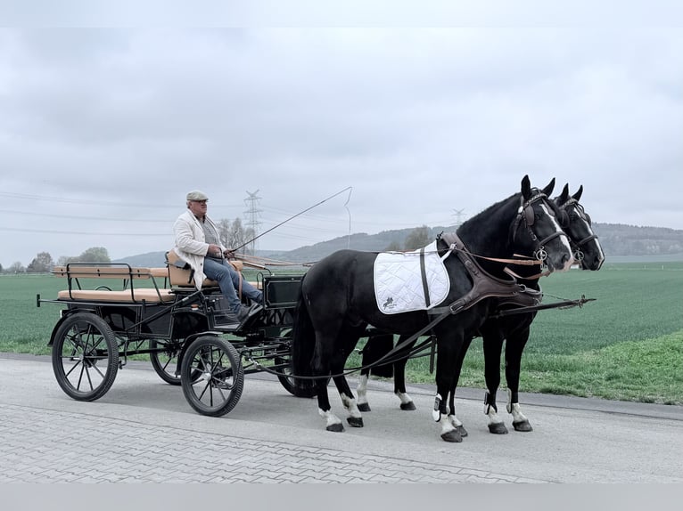 Heavy Warmblood Gelding 5 years 16,1 hh Black in Riedlingen