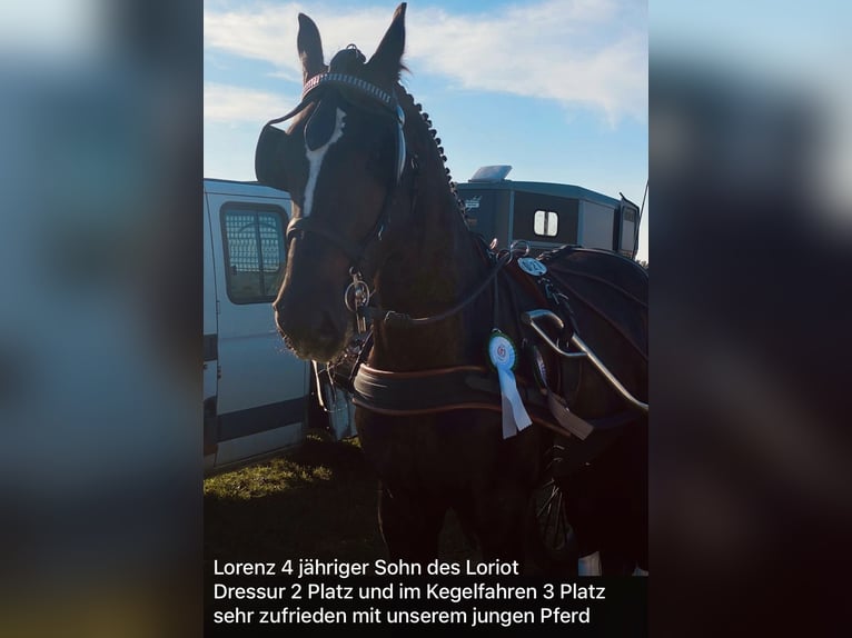 Heavy Warmblood Gelding 5 years 16,2 hh Black in Schorfheide