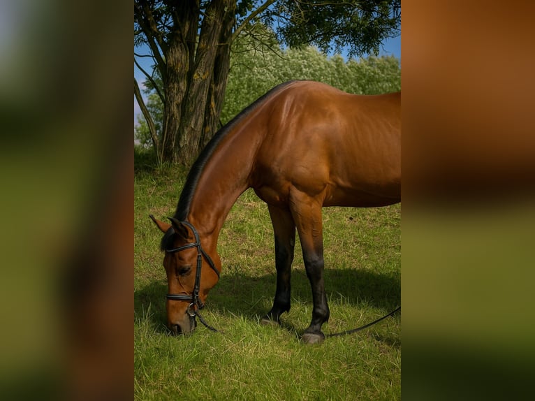 Heavy Warmblood Gelding 5 years 16,3 hh Chestnut-Red in &#xC9;tiolles
