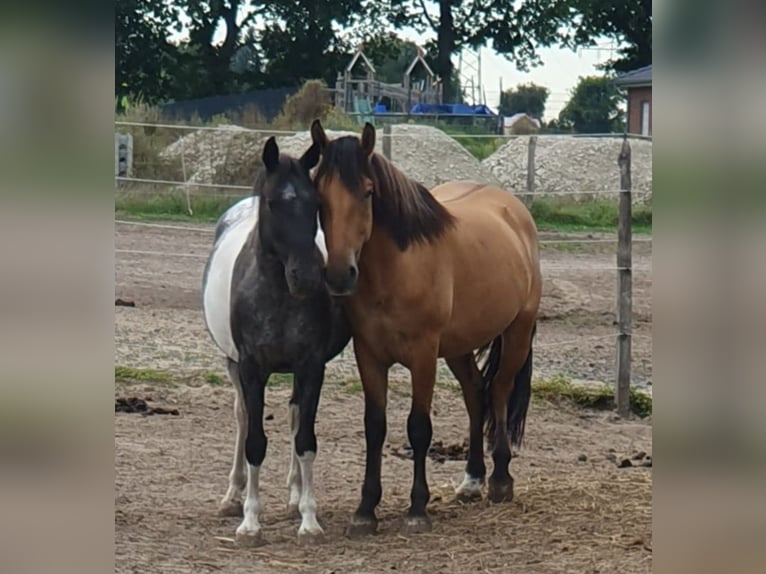Heavy Warmblood Gelding 6 years 15,1 hh Dun in Neustadt am Rübenberge