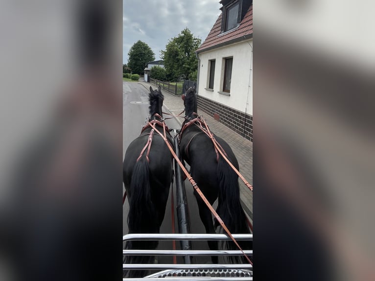 Heavy Warmblood Gelding 6 years 15,2 hh Black in Thießen