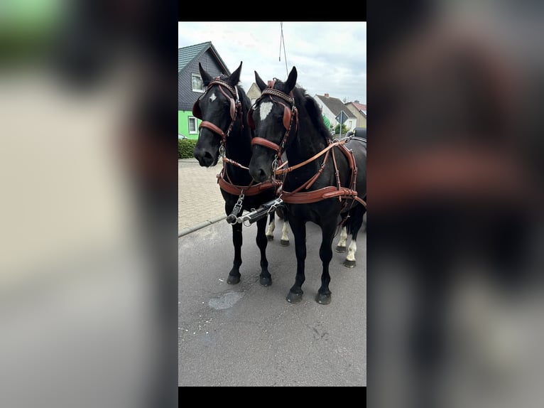 Heavy Warmblood Gelding 6 years 15,2 hh Black in Thießen