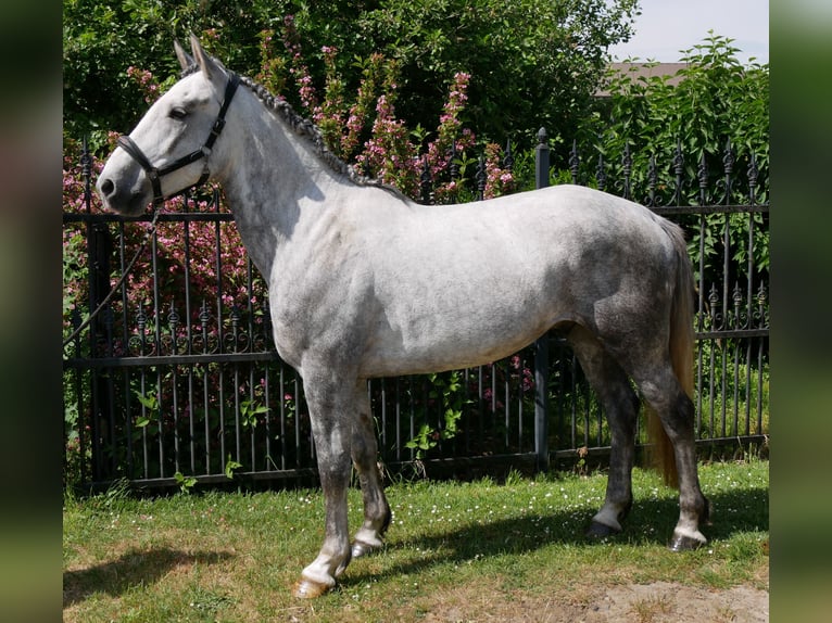 Heavy Warmblood Mix Gelding 6 years 15,2 hh in Dorsten