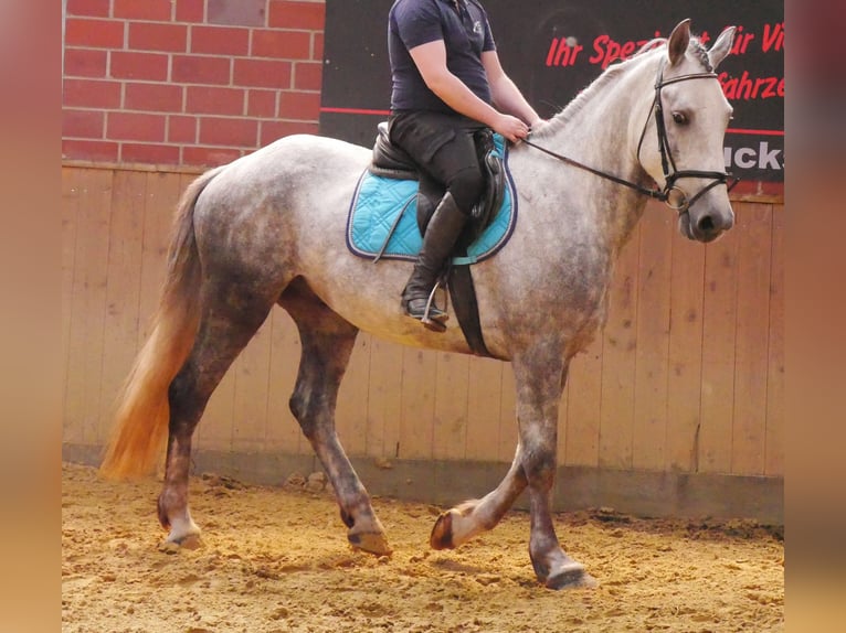 Heavy Warmblood Mix Gelding 6 years 15,2 hh in Dorsten