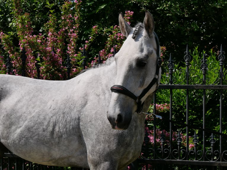 Heavy Warmblood Mix Gelding 6 years 15,2 hh in Dorsten