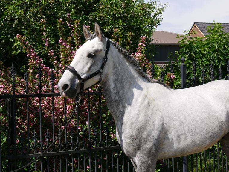 Heavy Warmblood Mix Gelding 6 years 15,2 hh in Dorsten