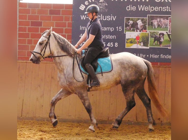 Heavy Warmblood Mix Gelding 6 years 15,2 hh in Dorsten