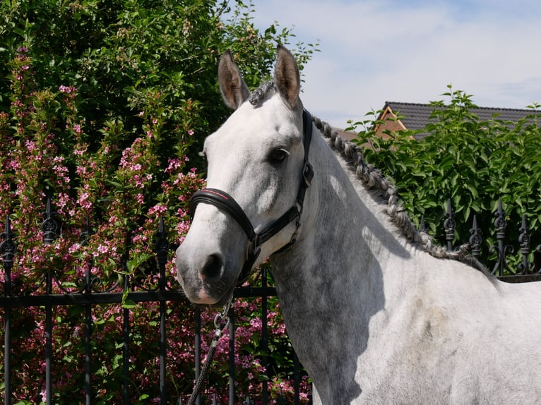 Heavy Warmblood Mix Gelding 6 years 15,2 hh in Dorsten