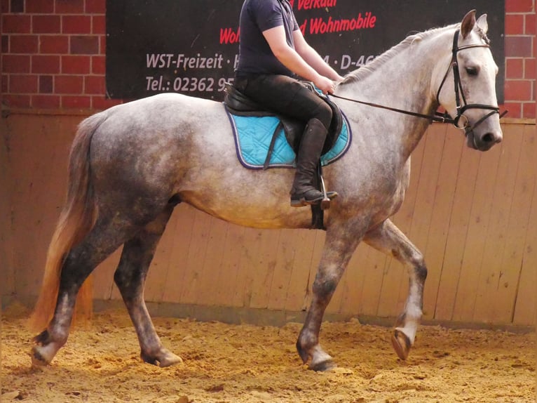 Heavy Warmblood Mix Gelding 6 years 15,2 hh in Dorsten