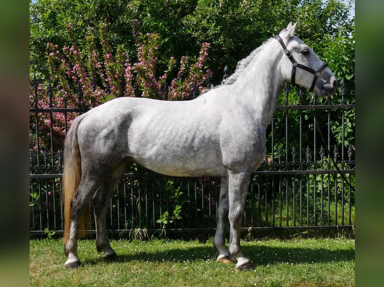 Heavy Warmblood Mix Gelding 6 years 15,2 hh in Dorsten