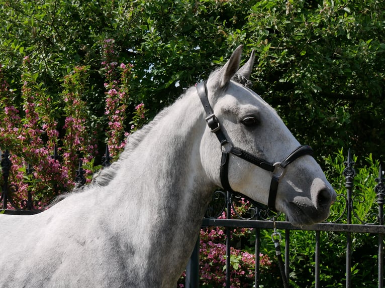 Heavy Warmblood Mix Gelding 6 years 15,2 hh in Dorsten