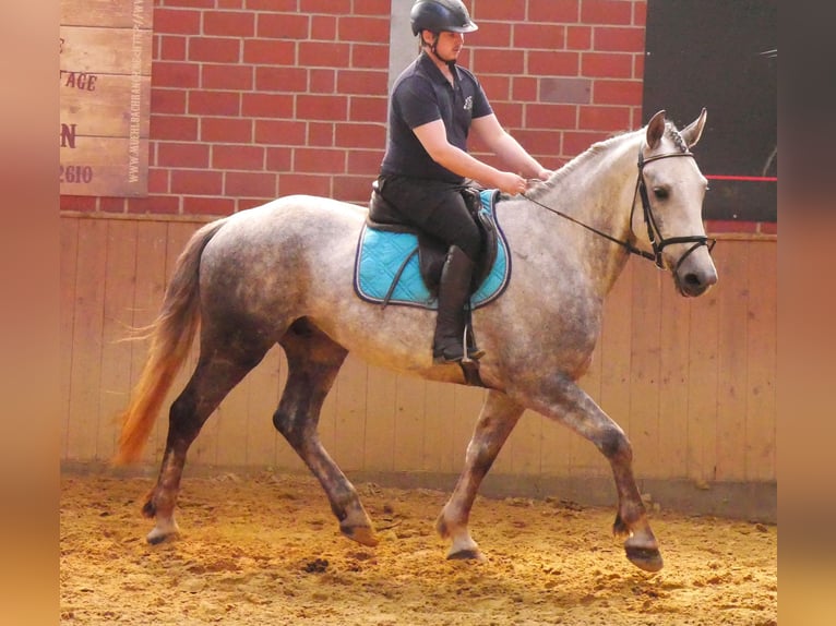 Heavy Warmblood Mix Gelding 6 years 15,2 hh in Dorsten
