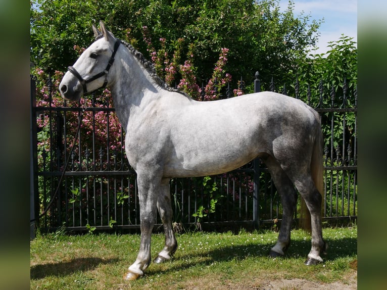 Heavy Warmblood Mix Gelding 6 years 15,2 hh in Dorsten