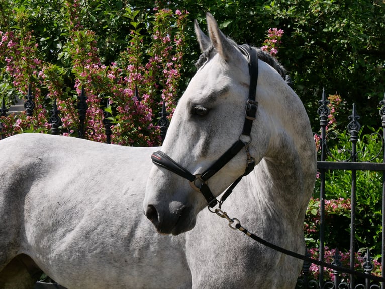 Heavy Warmblood Mix Gelding 6 years 15,2 hh in Dorsten