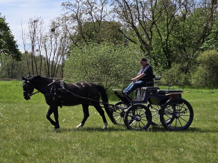 Heavy Warmblood Gelding 6 years 16.1 hh Black in Zerbst