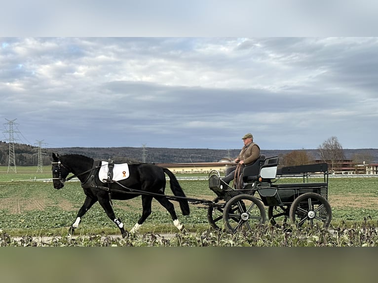 Heavy Warmblood Gelding 6 years 16,1 hh Black in Riedlingen