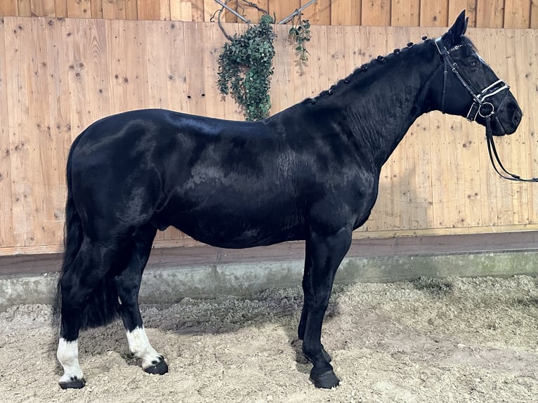 Heavy Warmblood Gelding 6 years 16,1 hh Black in Riedlingen