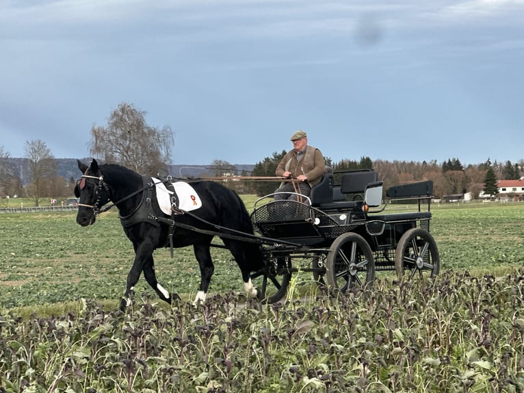 Heavy Warmblood Gelding 6 years 16,1 hh Black in Riedlingen