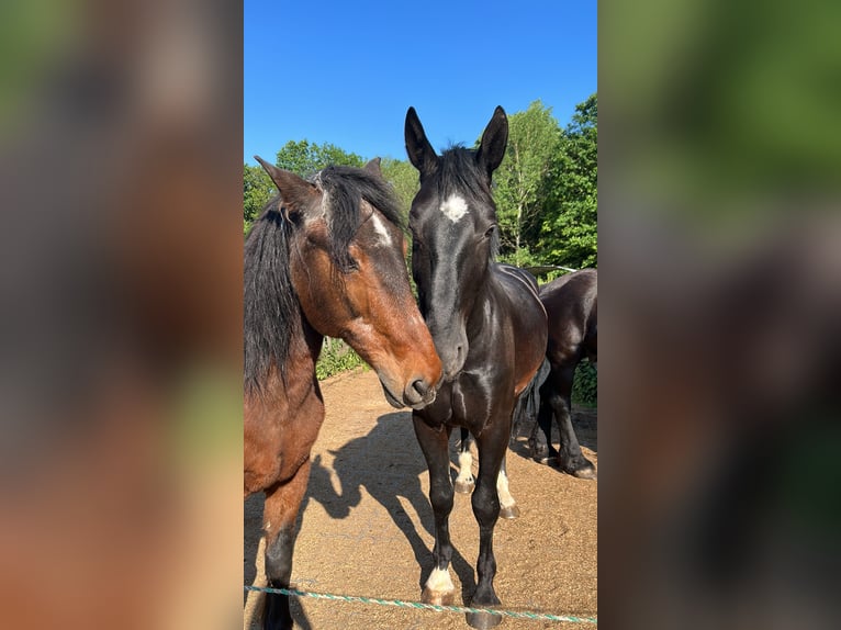 Heavy Warmblood Gelding 6 years 16,2 hh Black in Weilersbach