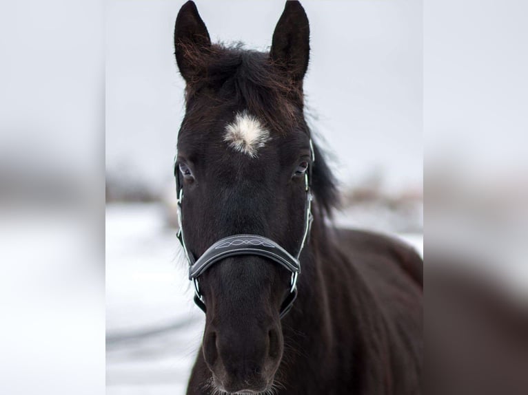 Heavy Warmblood Gelding 6 years 16,2 hh Black in Weilersbach