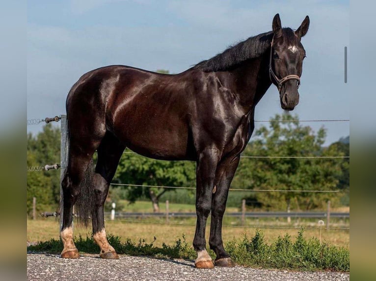 Heavy Warmblood Gelding 6 years 16,2 hh Black in Weilersbach