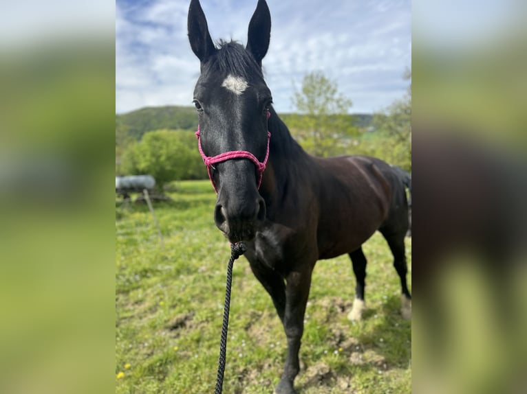 Heavy Warmblood Gelding 6 years 16 hh Black in Weilersbach