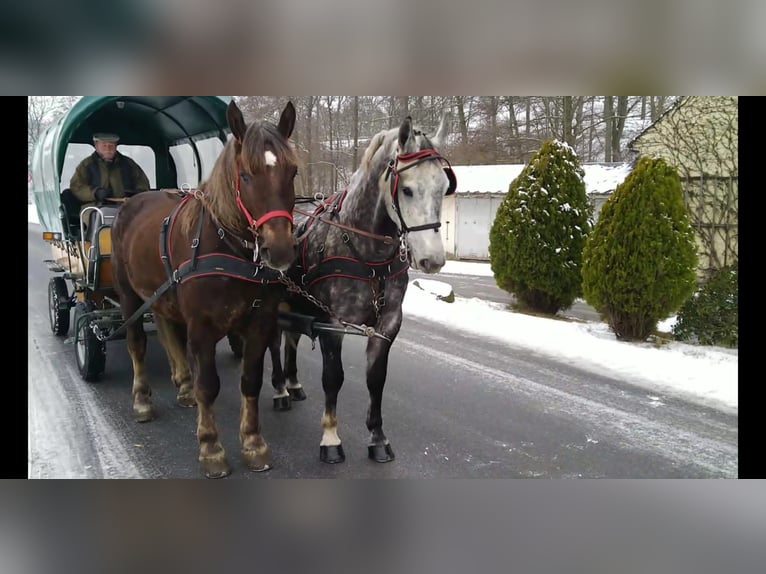 Heavy Warmblood Gelding 6 years 16 hh Grey-Dapple in Kamenz