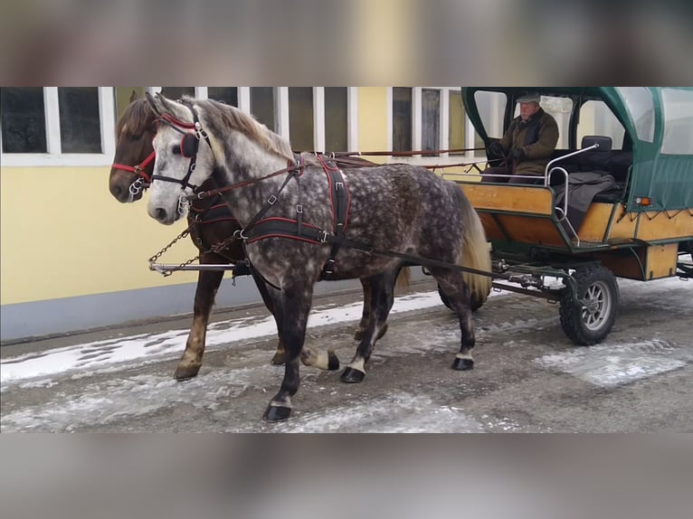 Heavy Warmblood Gelding 6 years 16 hh Grey-Dapple in Kamenz