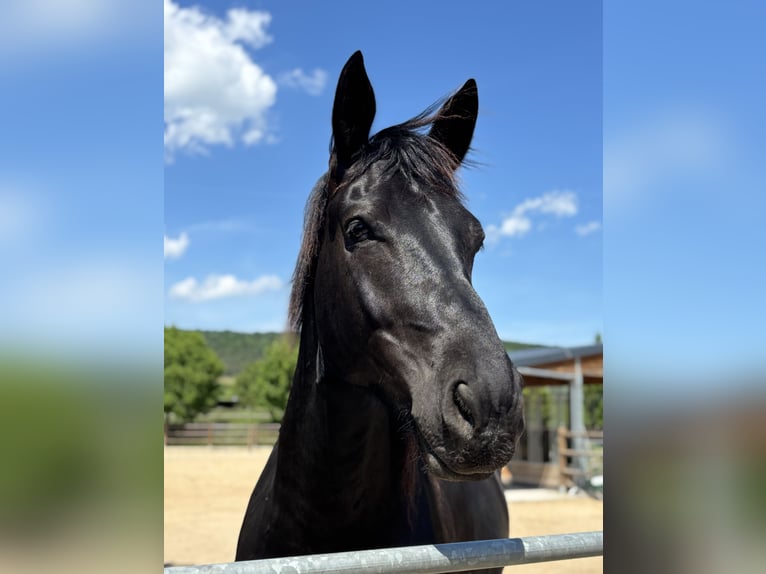 Heavy Warmblood Gelding 6 years 17.1 hh Black in Rittersdorf