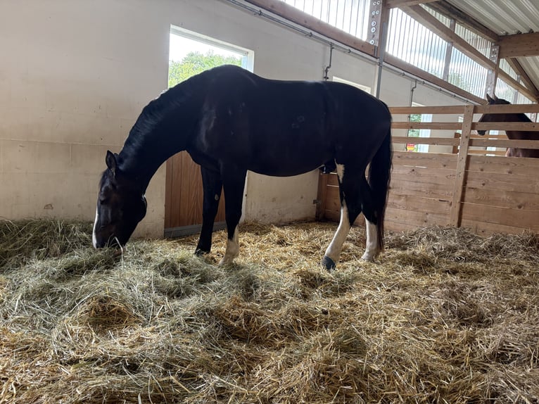 Heavy Warmblood Gelding 6 years 17,1 hh Black in Zarpen