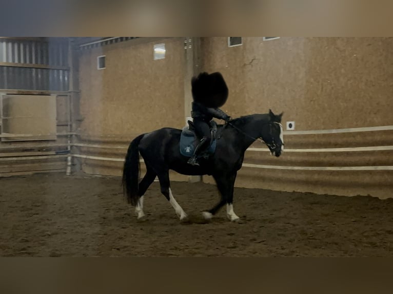 Heavy Warmblood Gelding 6 years 17,1 hh Black in Zarpen