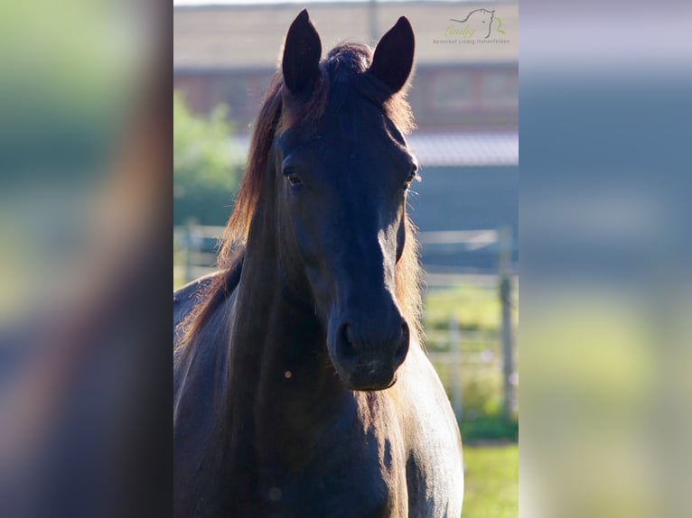 Heavy Warmblood Gelding 6 years 17,1 hh Black in Rittersdorf