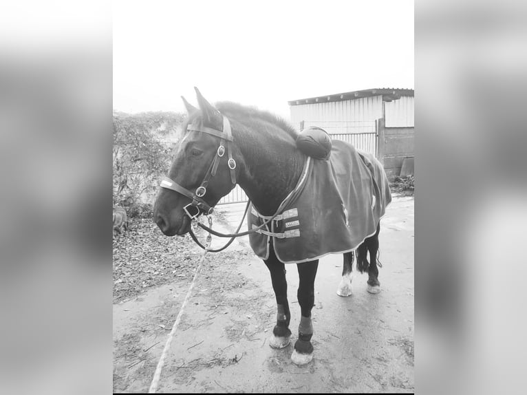 Heavy Warmblood Gelding 7 years 15.2 hh Black in Udestedt