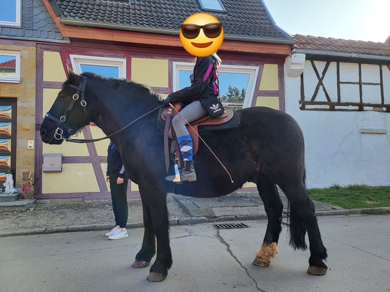Heavy Warmblood Gelding 7 years 15.2 hh Black in Udestedt