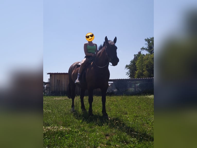 Heavy Warmblood Gelding 7 years 15.2 hh Black in Udestedt