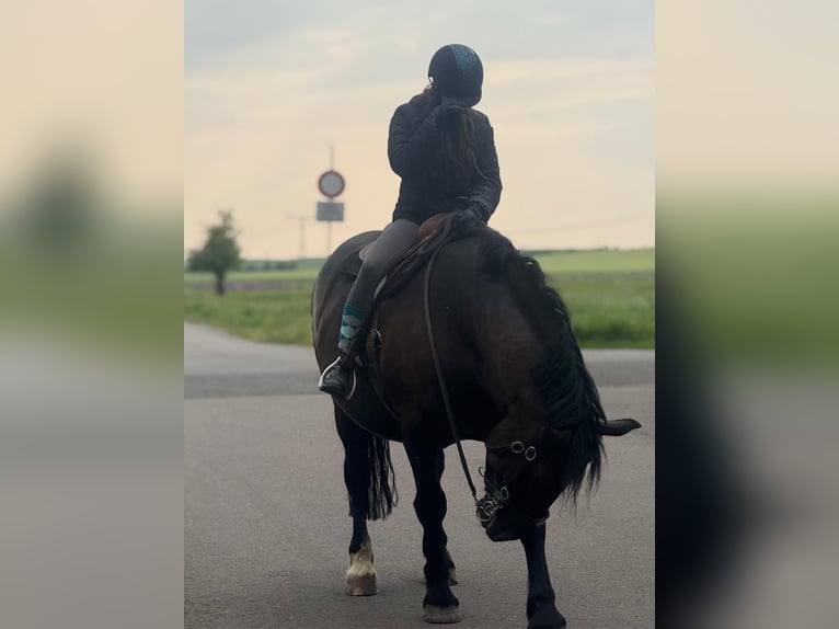 Heavy Warmblood Gelding 7 years 15.2 hh Black in Udestedt