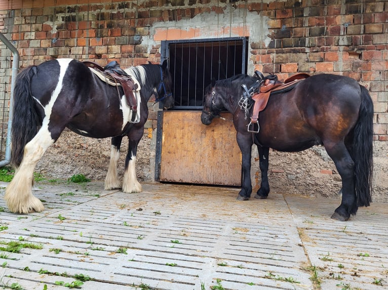 Heavy Warmblood Gelding 7 years 15.2 hh Black in Udestedt