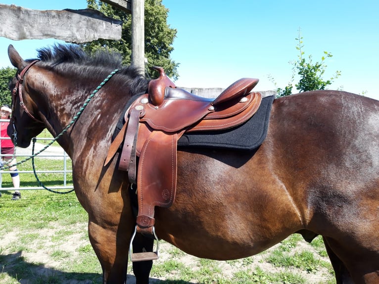 Heavy Warmblood Gelding 7 years 15.2 hh Black in Udestedt