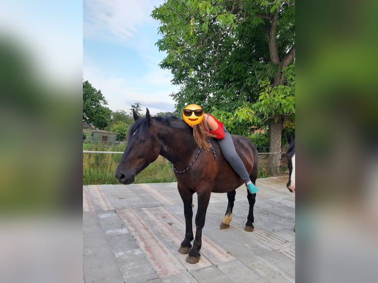 Heavy Warmblood Gelding 7 years 15.2 hh Black in Udestedt