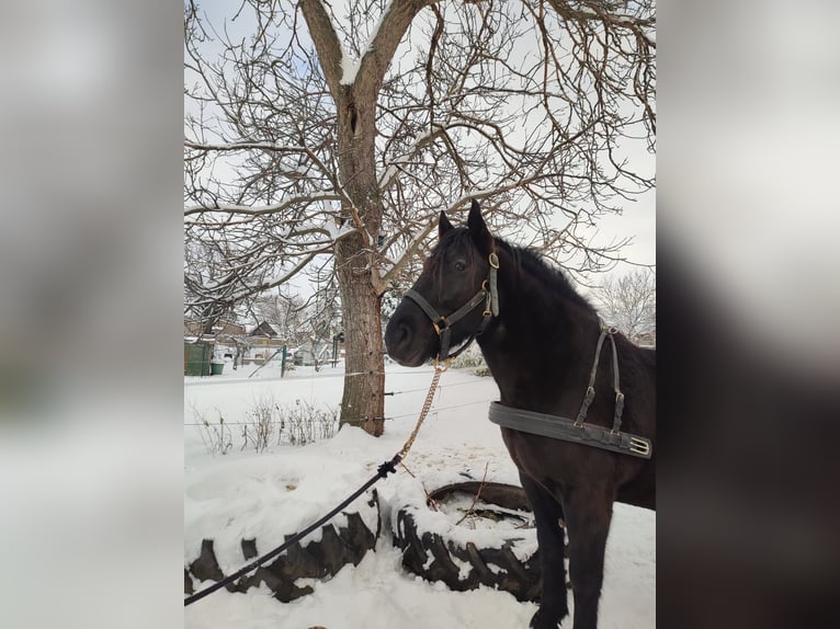 Heavy Warmblood Gelding 7 years 15.2 hh Black in Udestedt